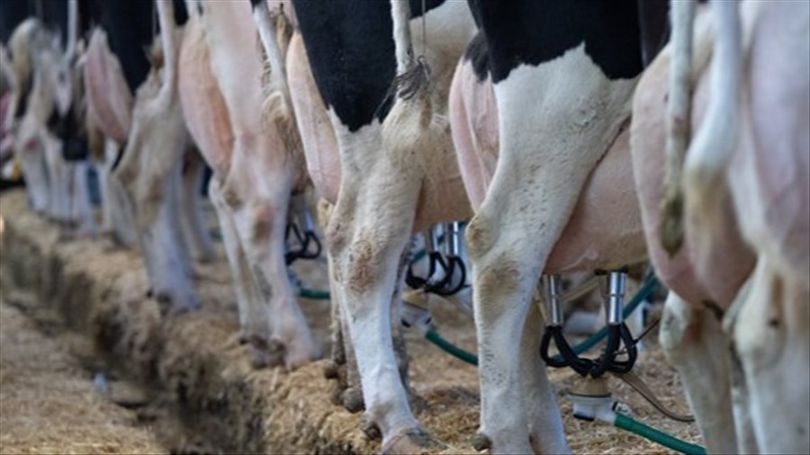 Les producteurs de lait se préparent à un «combat important»